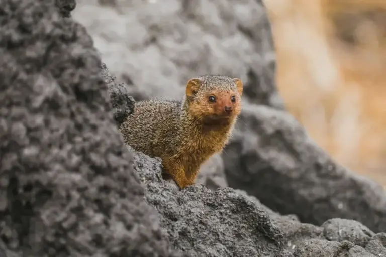 image of a dwarf mongoose peeping out of its burrow