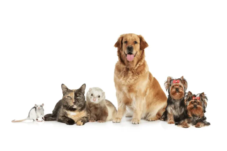 a group photo of a rat, ferrut, cat, labrador doog and 2 yorkshire terriers, with a white background
