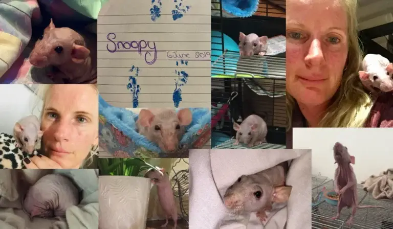 a collage showing images of a hairless rat