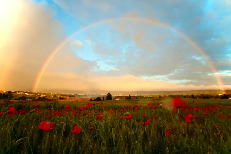 field of poppies, with a full rainbow in the sky