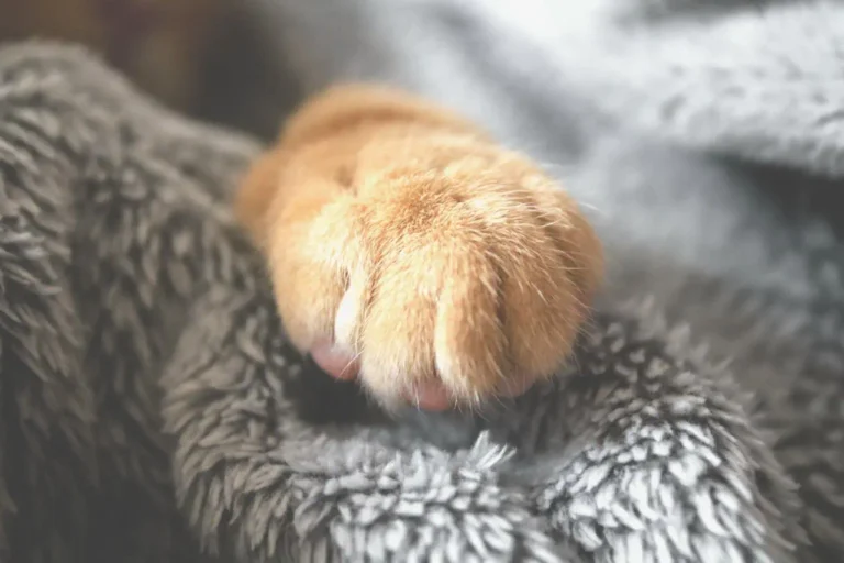 a ginger cat front paw, peeking out from a grey blanket