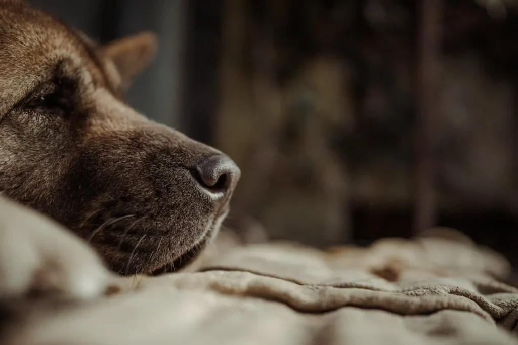 side profile of a dogs head lying down