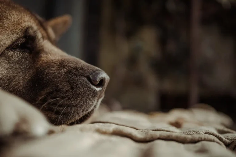 side profile of a dogs head lying down