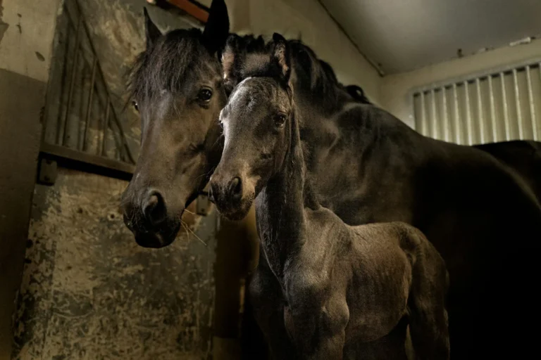 dark bay mare with her dark bay foal