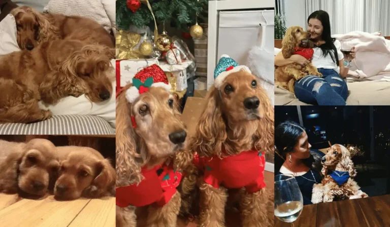 a collage of pictures showing max and axel two golden cocker spaniels.