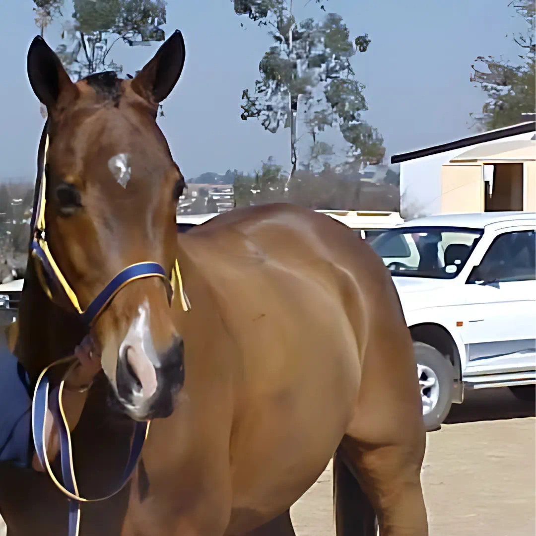 a front view of a light bay horse, with a star and a snip marking