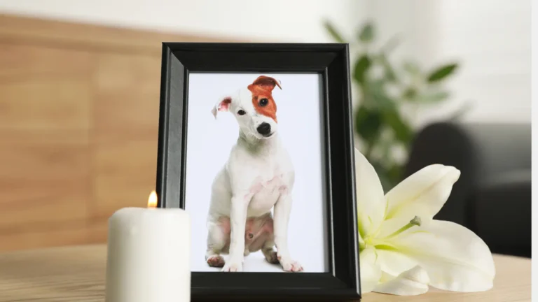 Pet loss coaching session, holistic grief support