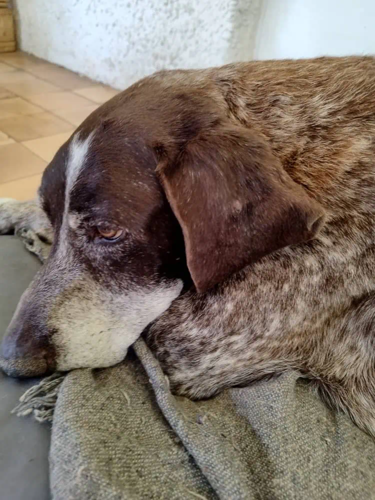 a side portrait view of the head of an old chocolate coloured german short haired pointer,