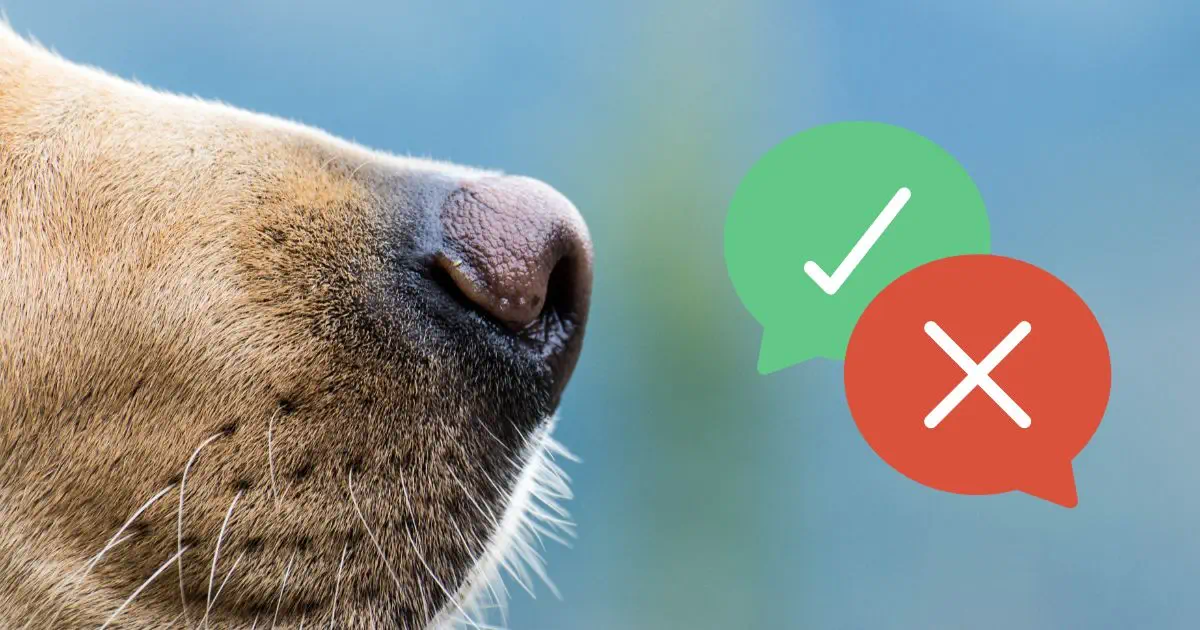 a side view of a dogs snout with a cross and tick indicating yes and no