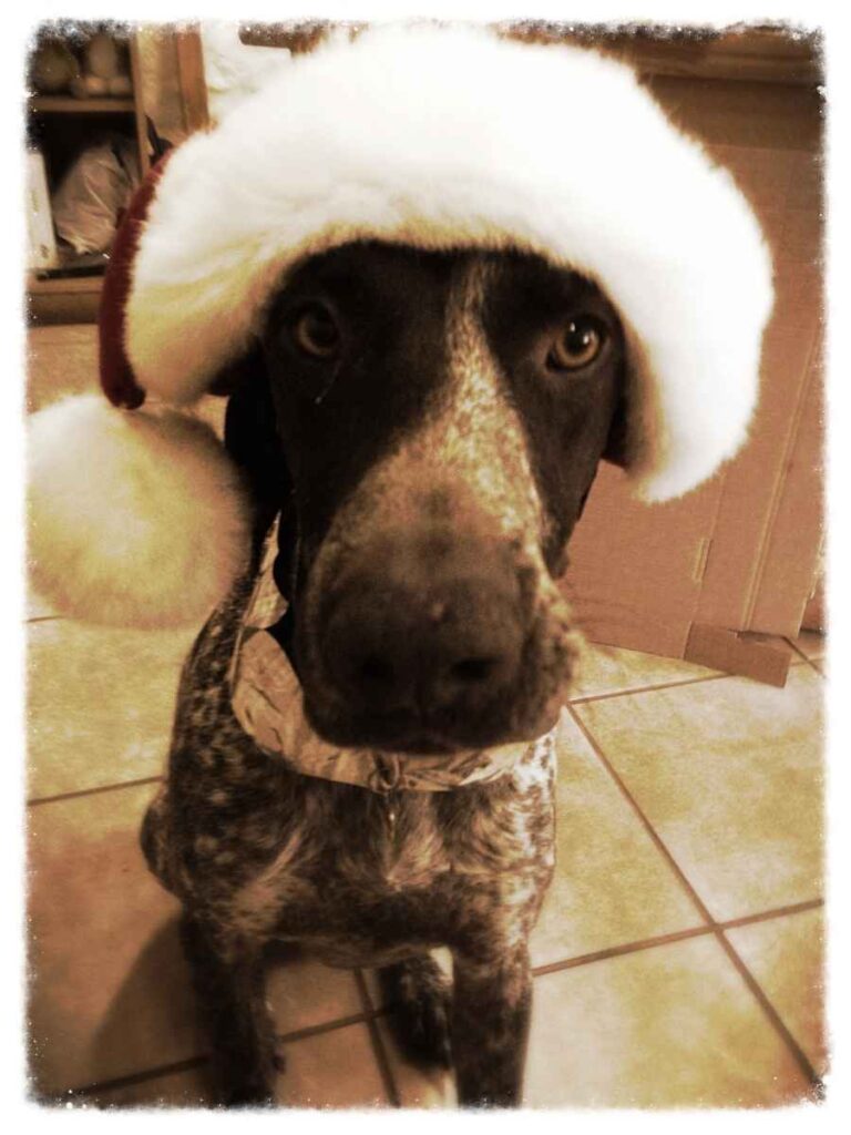 a german shorthair pointer wearing a Christmas hat. Looking directly into the camera