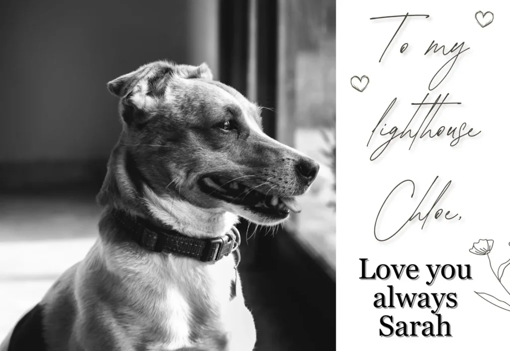 Remembering Chloe, a memorial post from Sarah her fur sister.