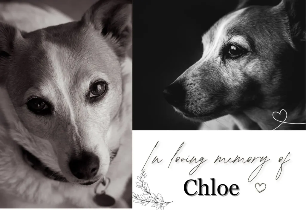 A tribute image in memory of Chloe, a loyal and loving dog who touched many hearts