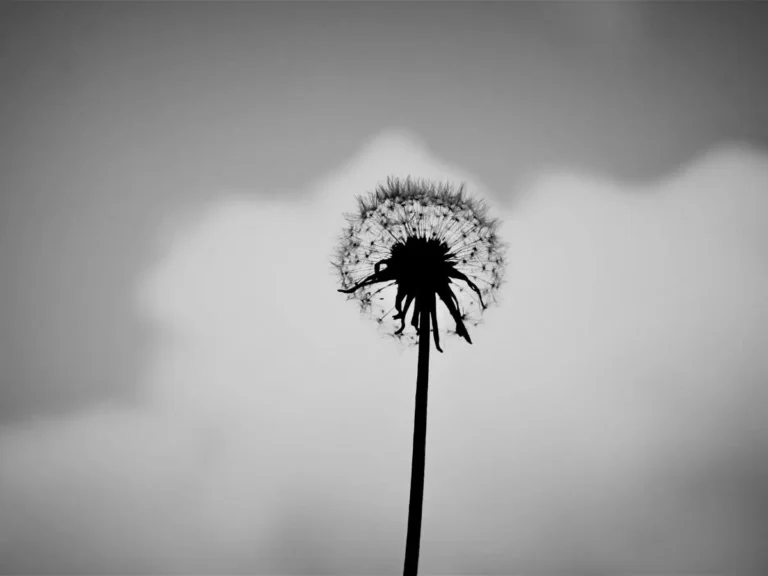 Black and white Dandelion representing grief and remembrance in a pet loss poem