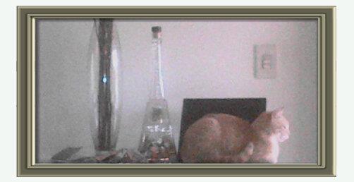 Bubbles the cat