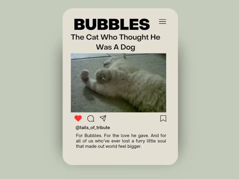 Bubbles the ginger cat remembered in a heartfelt tribute