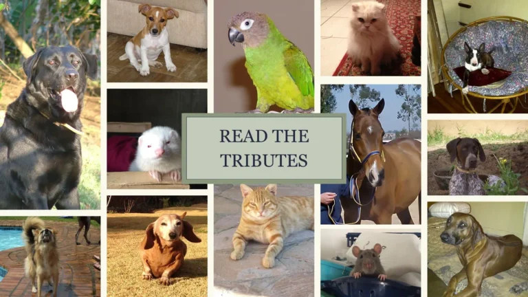 Read the Tributes heading image