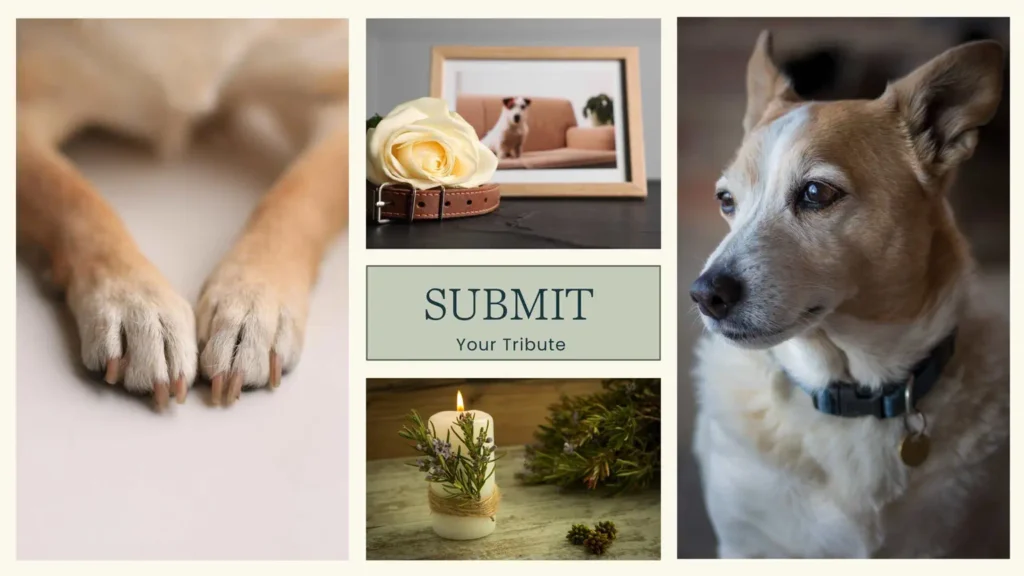 Submit Your Pet Tribute