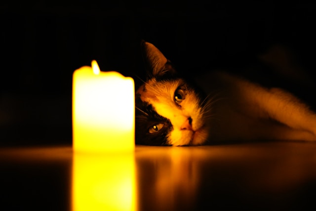 Share a pet tribute in memory of your campanion