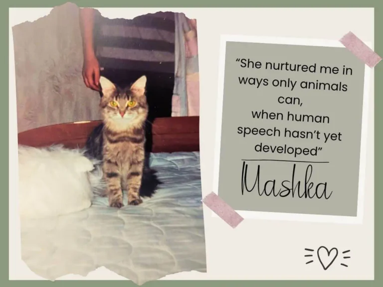 Maska a cat