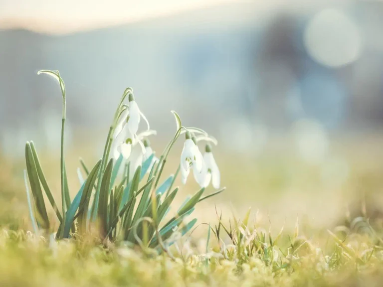 The Darkness remains, but as Snowdrops in sunlight representing grief, healing, and renewal after pet loss