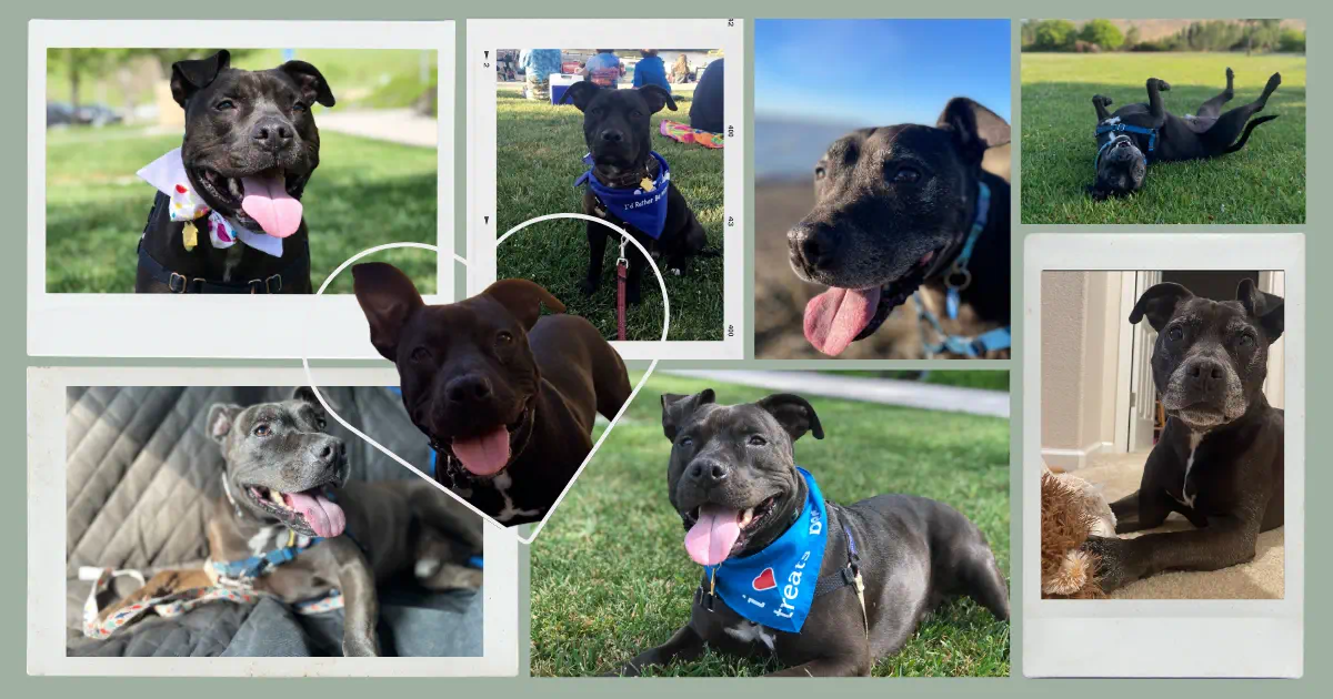 a collage image of Sables, a mix pit bull breed 