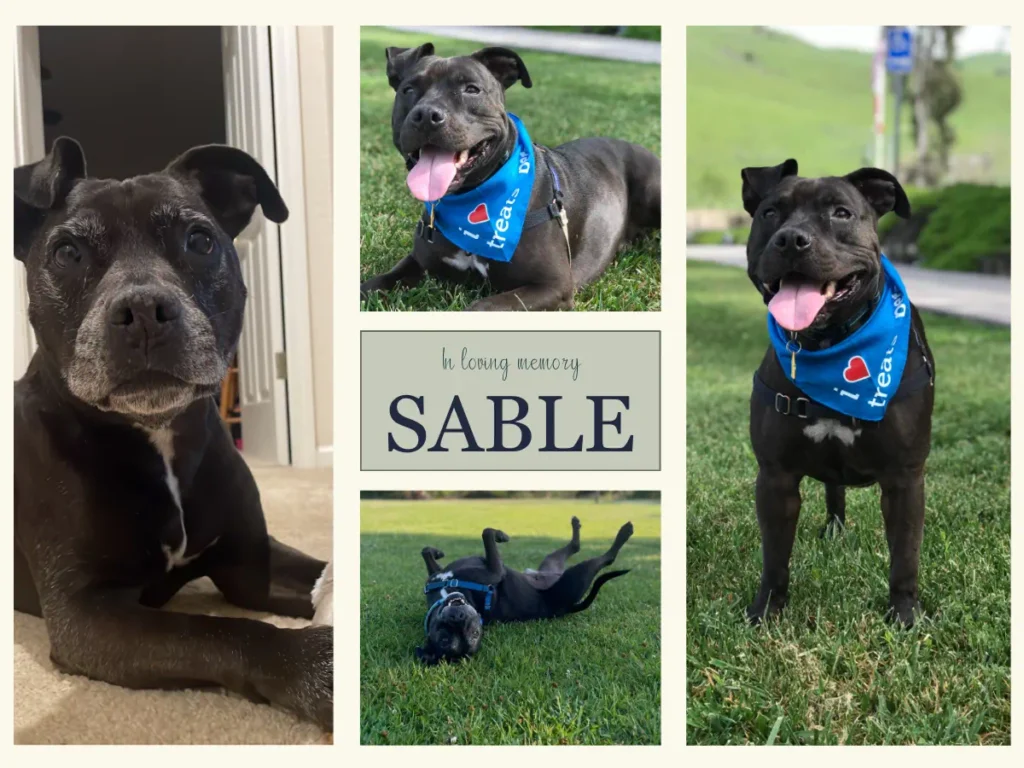 Sable a pit bull mix terrier. Tribute to Sable