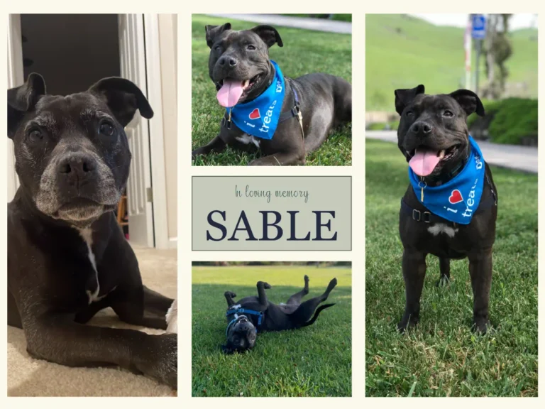 Sable a pit bull mix terrier. Tribute to Sable