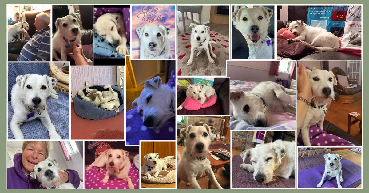 tribute to Charlie Dog collage of images of white dog