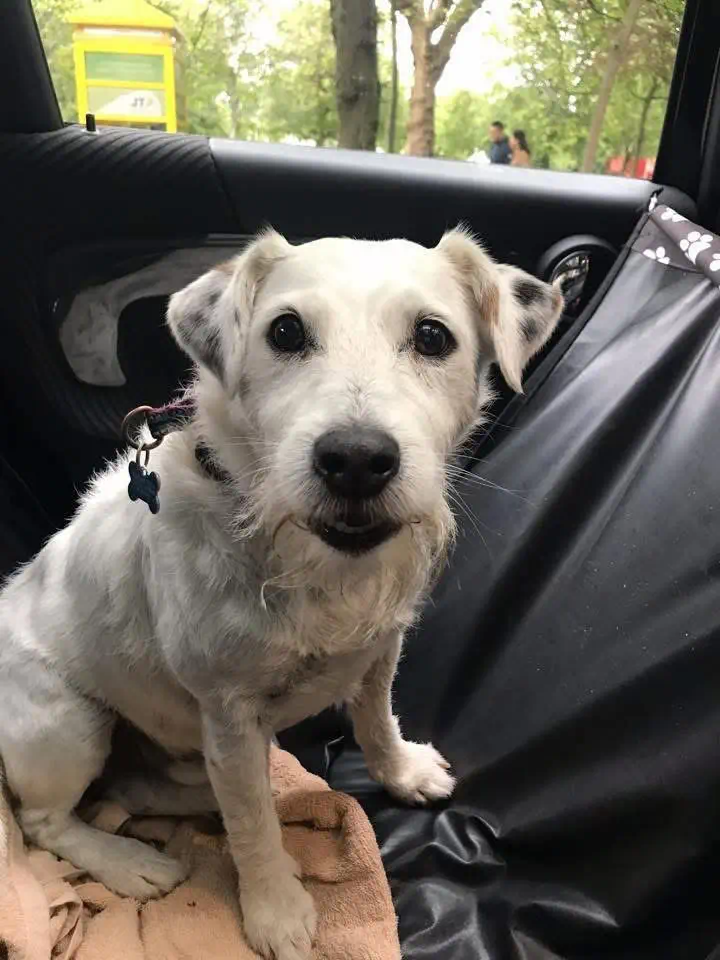 charlie dog in the backseat 