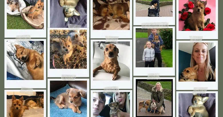 a tribute to rocco, a collage of pictures of rocco