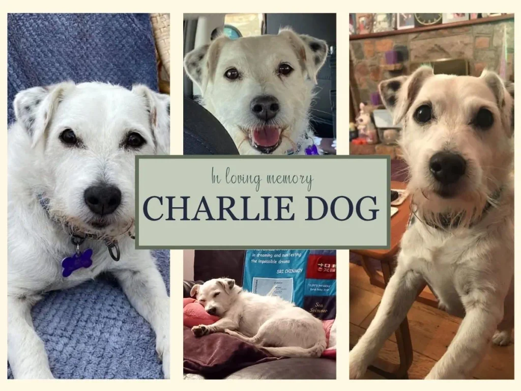 a photo collage tribute to charlie dog