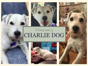 a photo collage tribute to charlie dog
