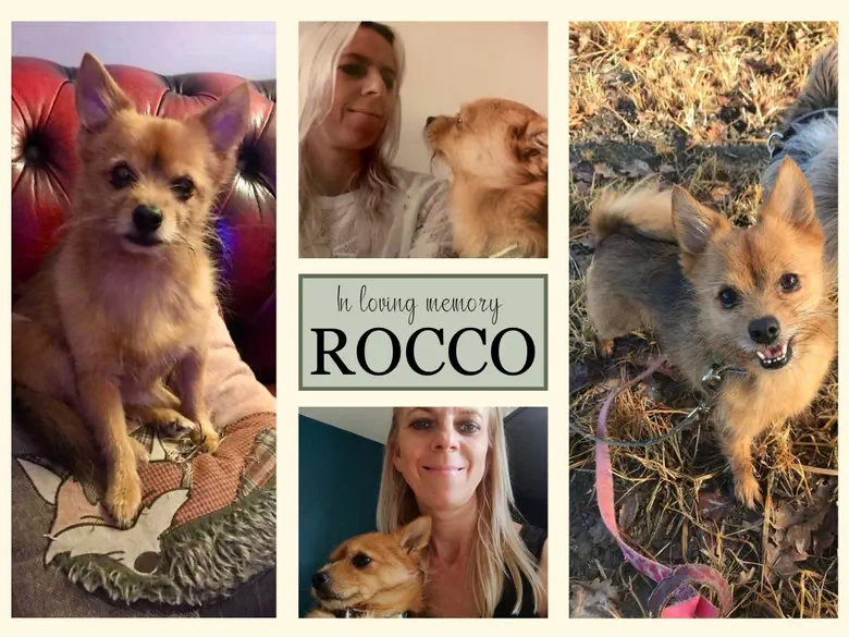 a tribute to rocco a collage of images featuring rocco a pomeranian x yorkshire