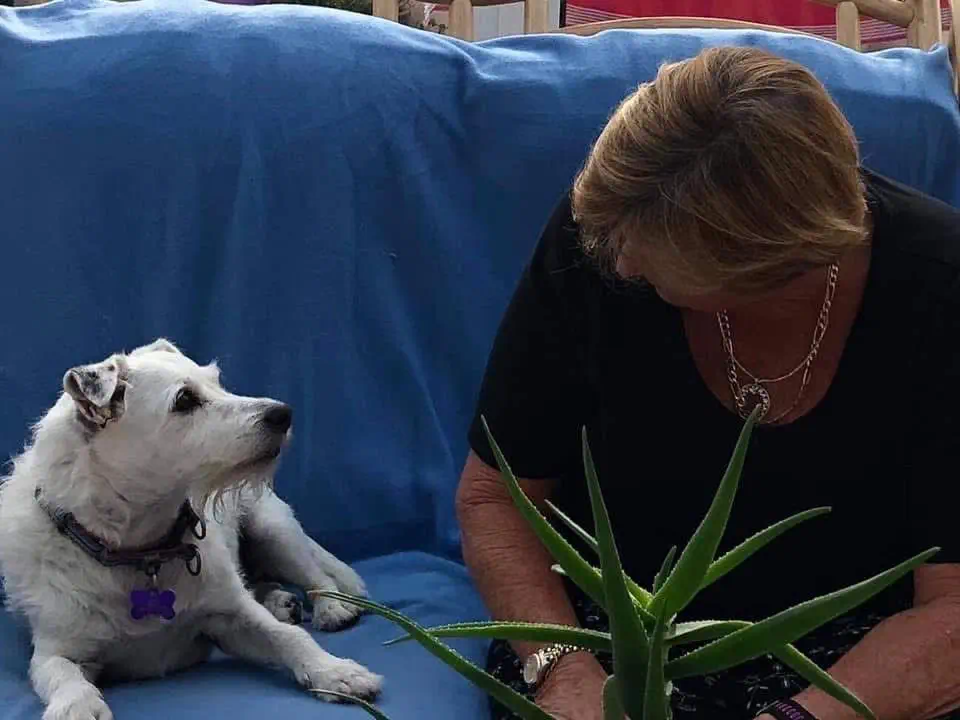 Charlie Dog looking at his human owner 