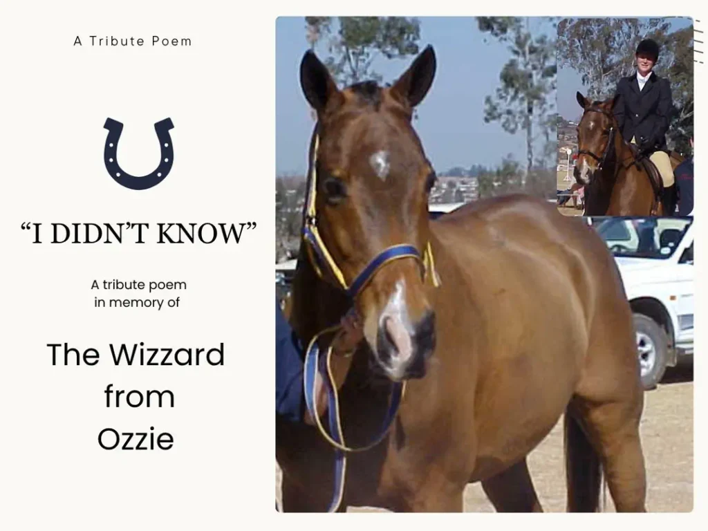 a photo showing a bay horse and rider, ozzie the bay horse