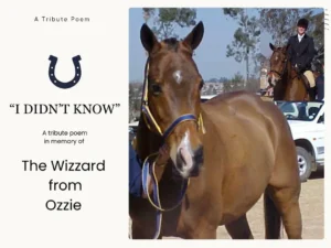 a photo showing a bay horse and rider, ozzie the bay horse