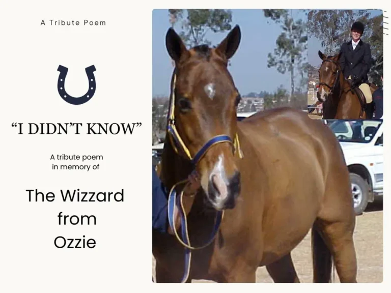 a photo showing a bay horse and rider, ozzie the bay horse