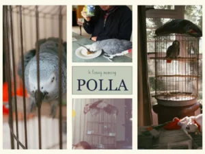 A tribute to Polla, an African Grey parrot remembered with love.