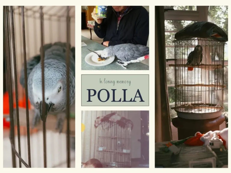A tribute to Polla, an African Grey parrot remembered with love.