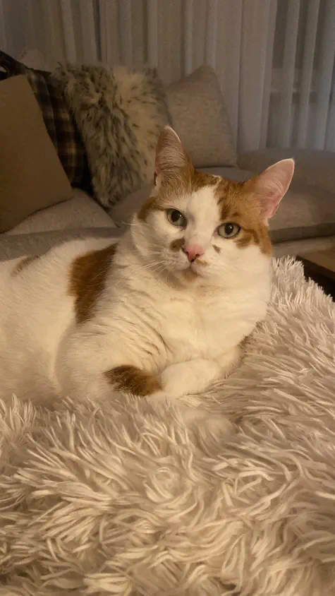 image of Śnieżulek a white and brown cat