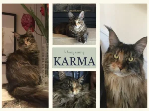 memorial photos of karma the cat honoured in a tribute poem post