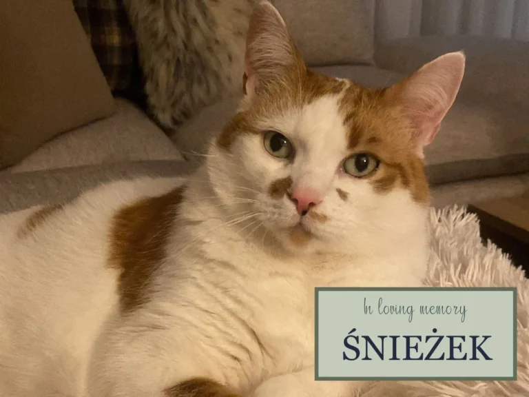 memorial image of sniezek the cat