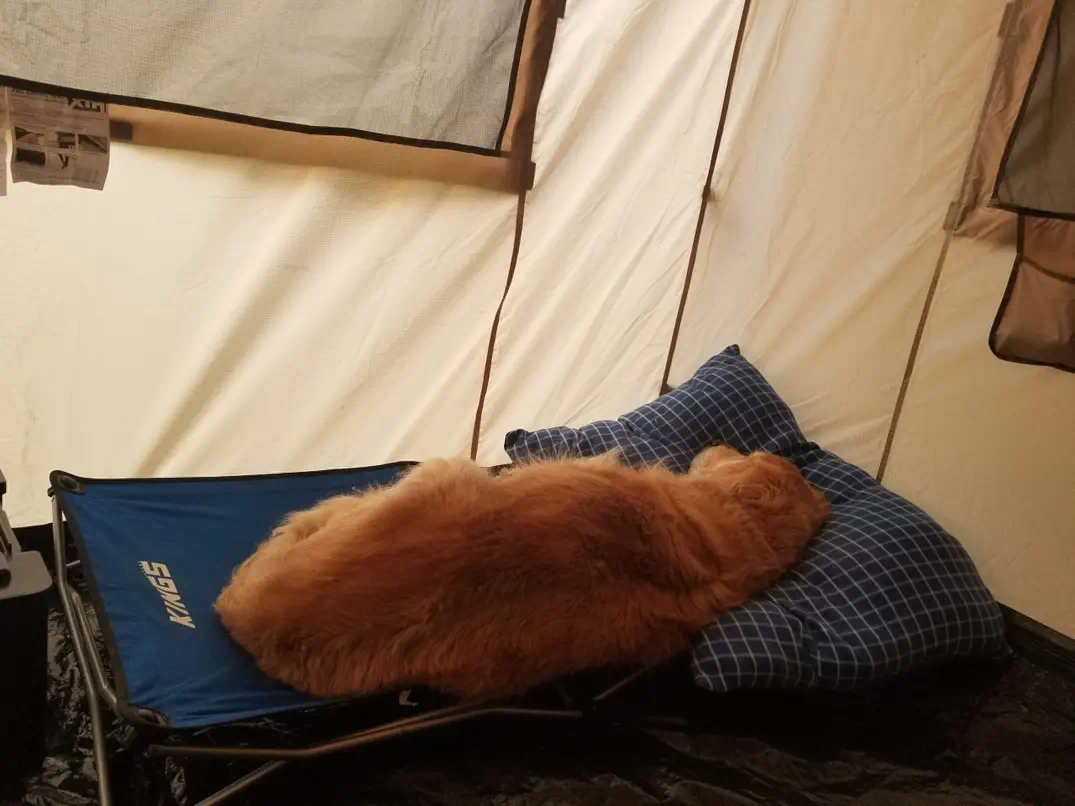 Bailey the Golden Retriever resting peacefully on his bed with his head on a pillow while camping