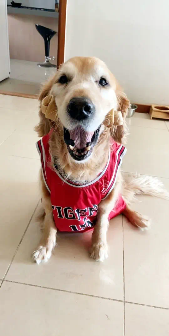 Bailey smiling brightly, his happy expression full of warmth and personality