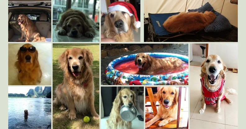Golden Retriever Bailey collage showing swimming in water, travelling, resting, and everyday moments with his family