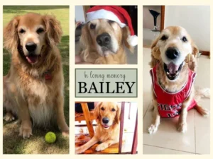 Golden Retriever Bailey memorial image with multiple photos showing his happy smile, Christmas hat, and playful personality