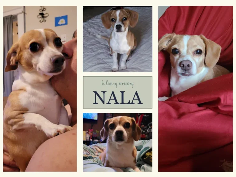 memorial photos of nala the dog honoured in a tribute poem post