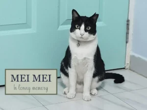image of mei mei a blcak and white cat with a pink nose.