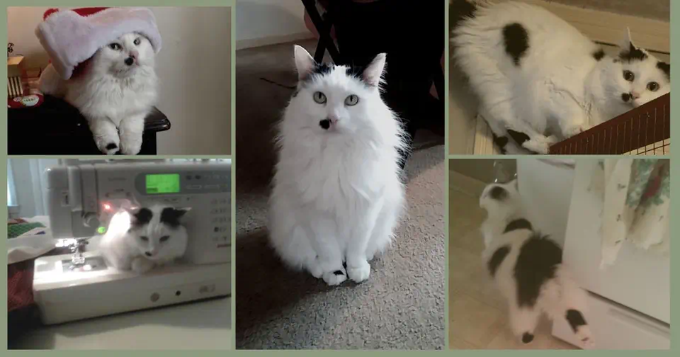 a collage of images all showing madeline the cat who is a white and black japanese bobtail cat