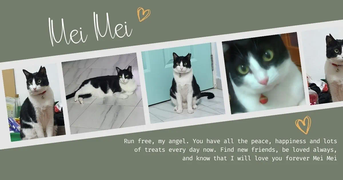 tribute collage to cat mei mei, images showing a black and white cat with a pink nose